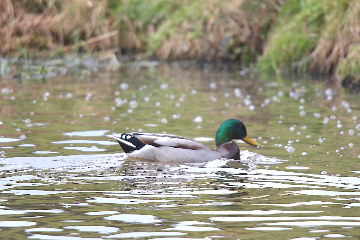 Mallard - ML645883556