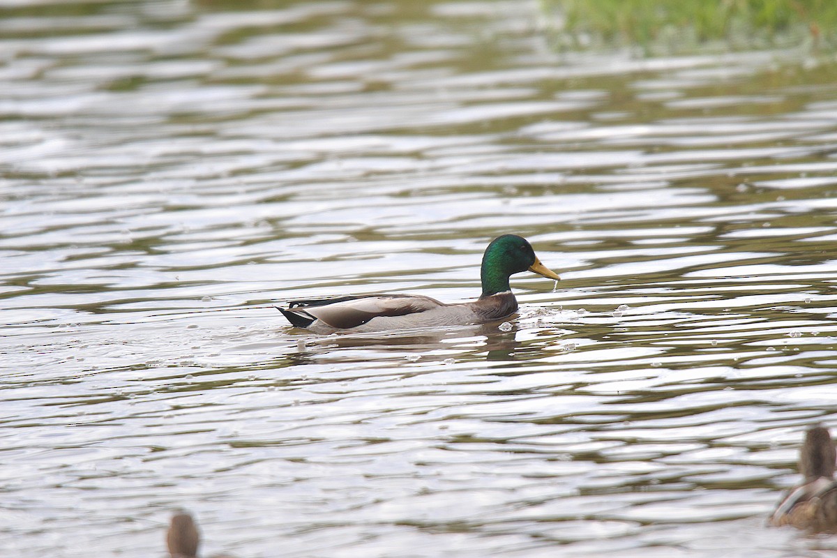 Mallard - ML645883557