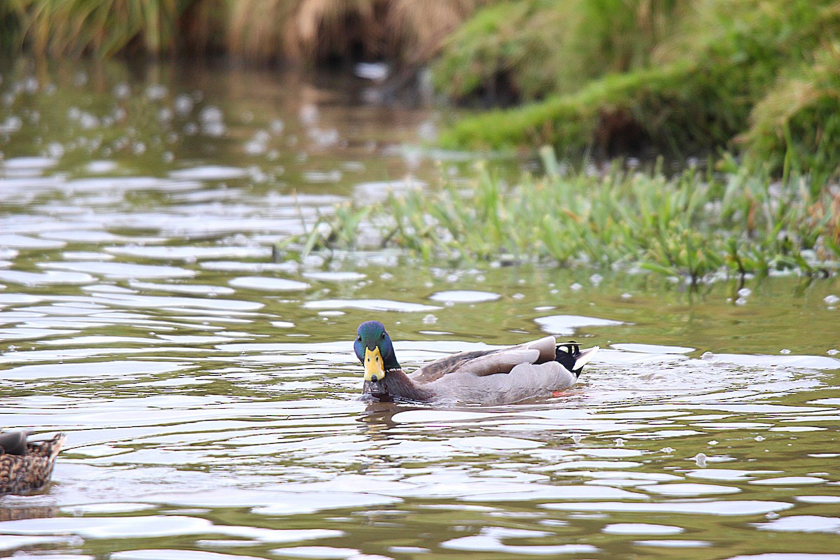 Mallard - ML645883558