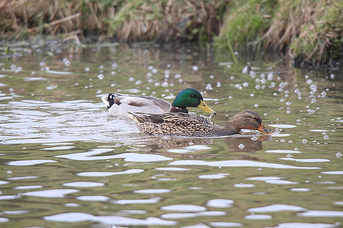 Mallard - ML645883559