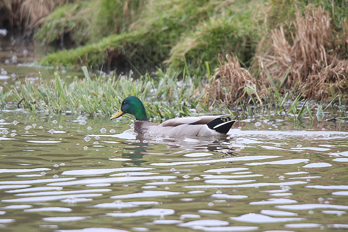 Mallard - ML645883560