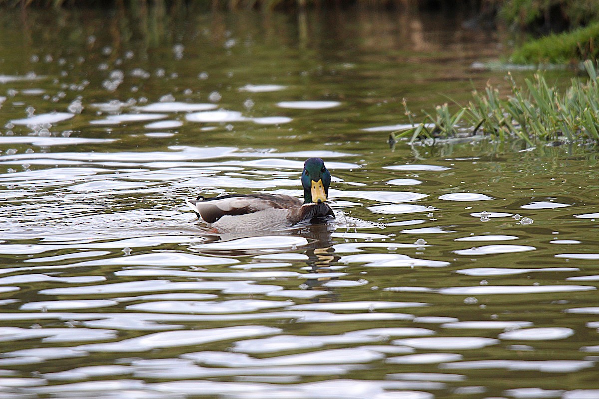 Mallard - ML645883561