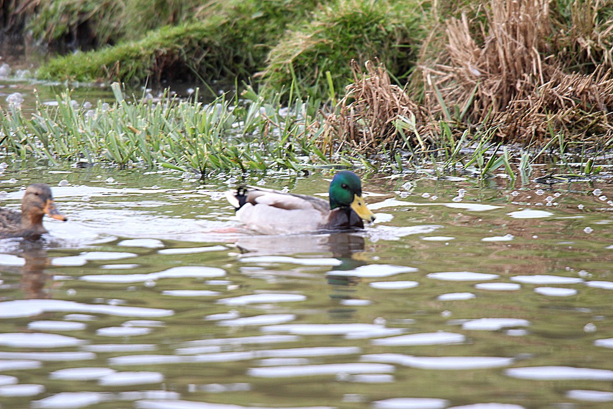 Mallard - ML645883562