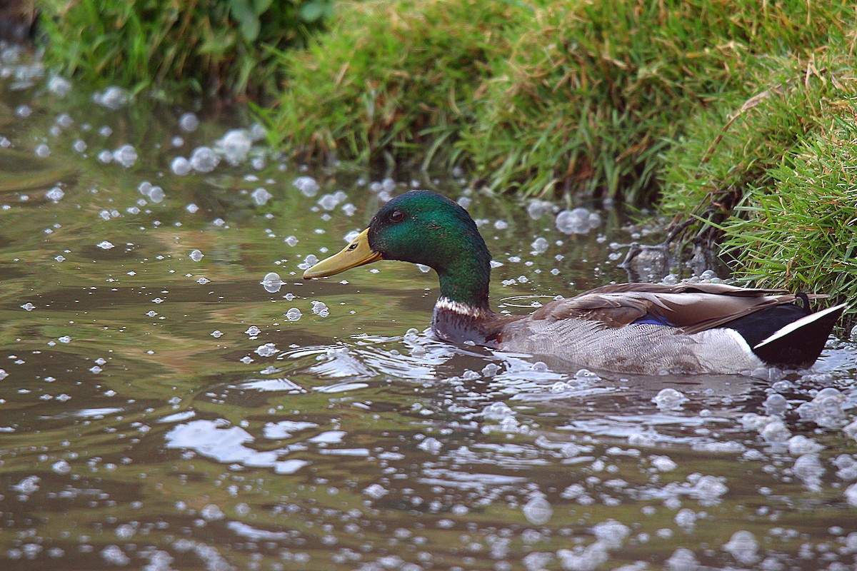 Mallard - ML645883563