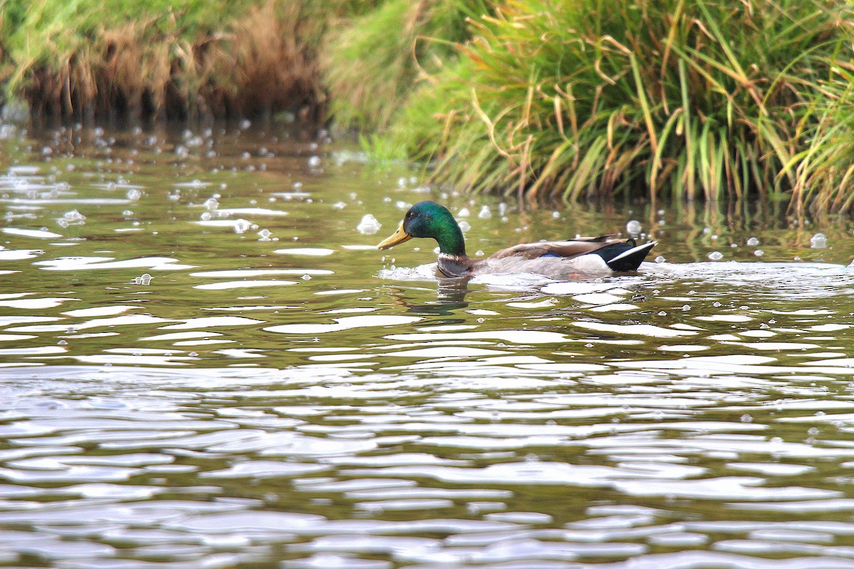 Mallard - ML645883564