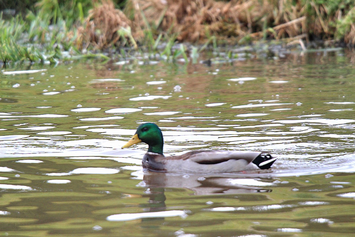 Mallard - ML645883565