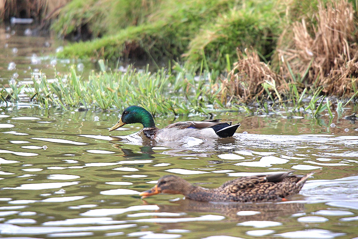 Mallard - ML645883566