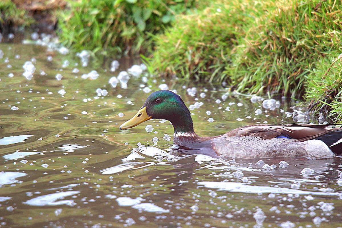 Mallard - ML645883567