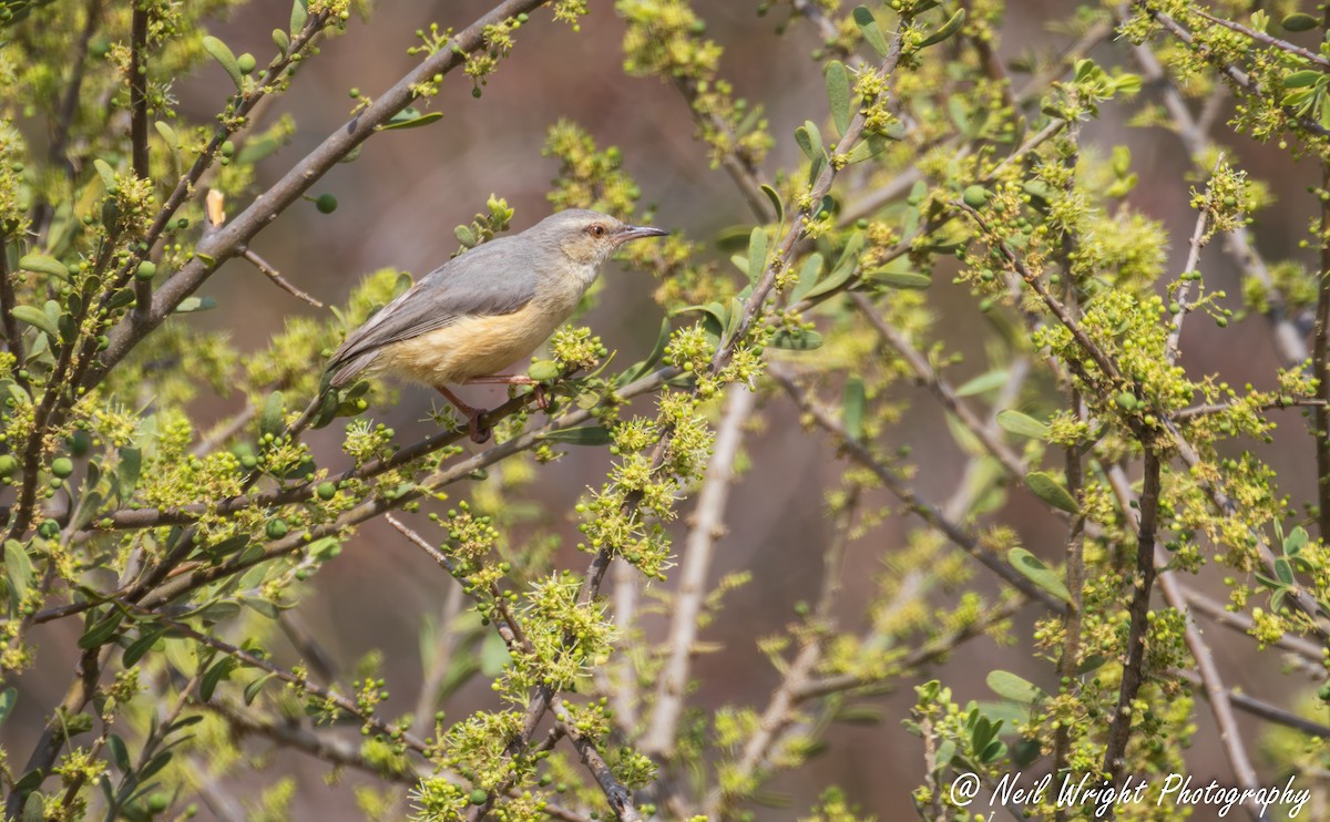 Long-billed Crombec - ML645883572
