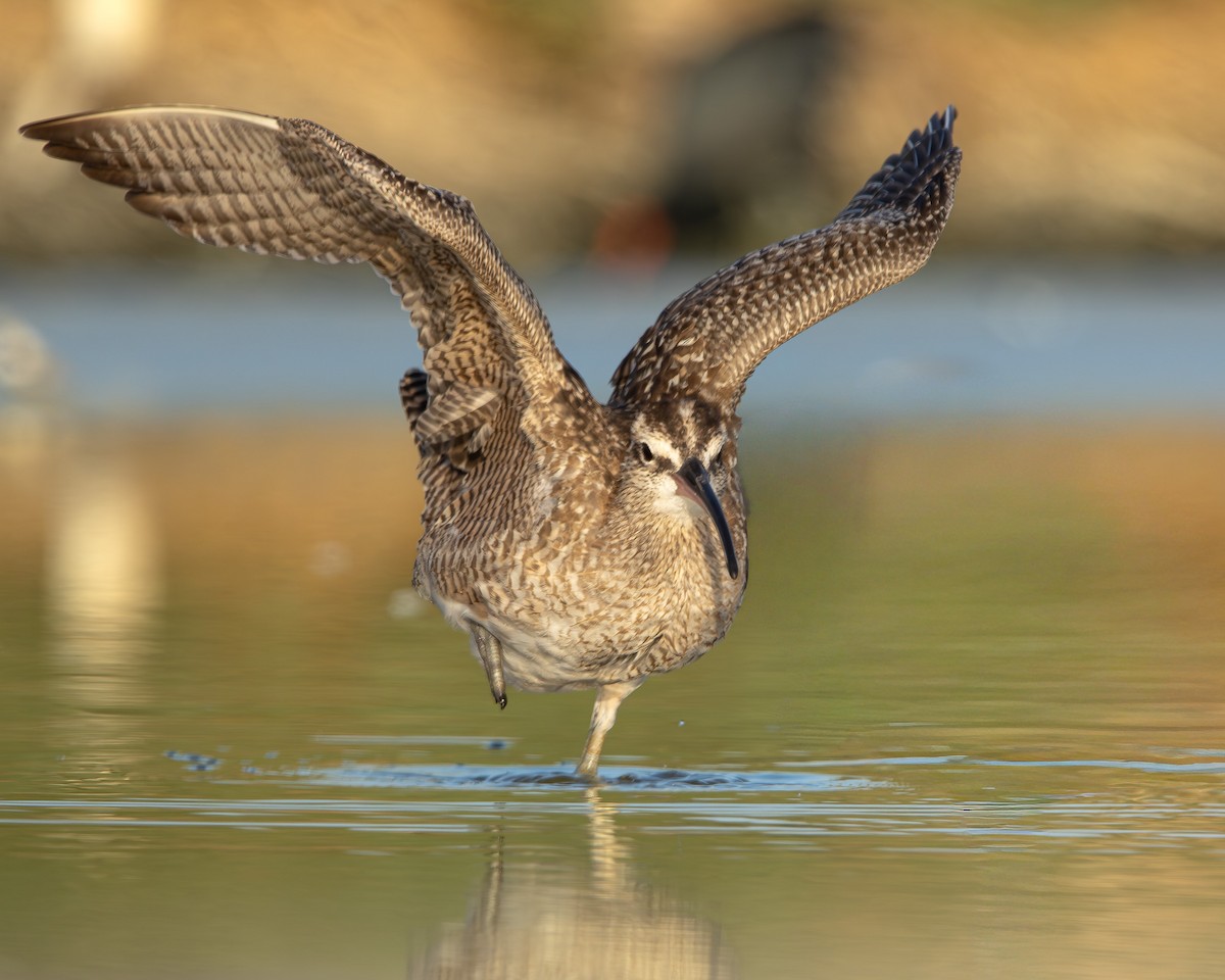 美洲中杓鷸 - ML645883575