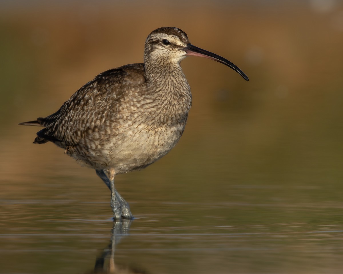 Hudsonian Whimbrel - ML645883576
