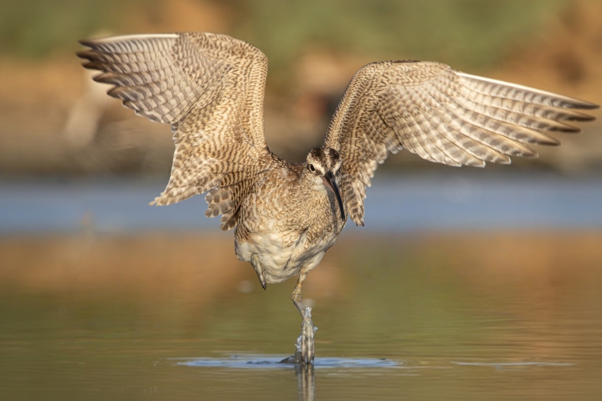 Hudsonian Whimbrel - ML645883577