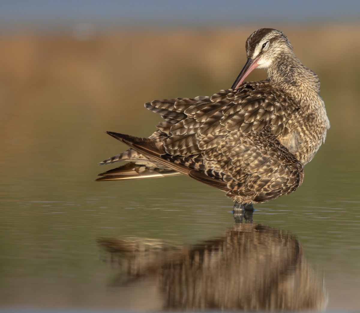 Hudsonian Whimbrel - ML645883578