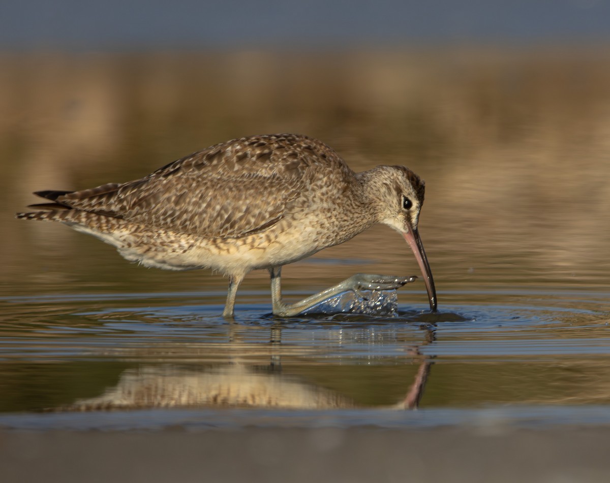 Hudsonian Whimbrel - ML645883579