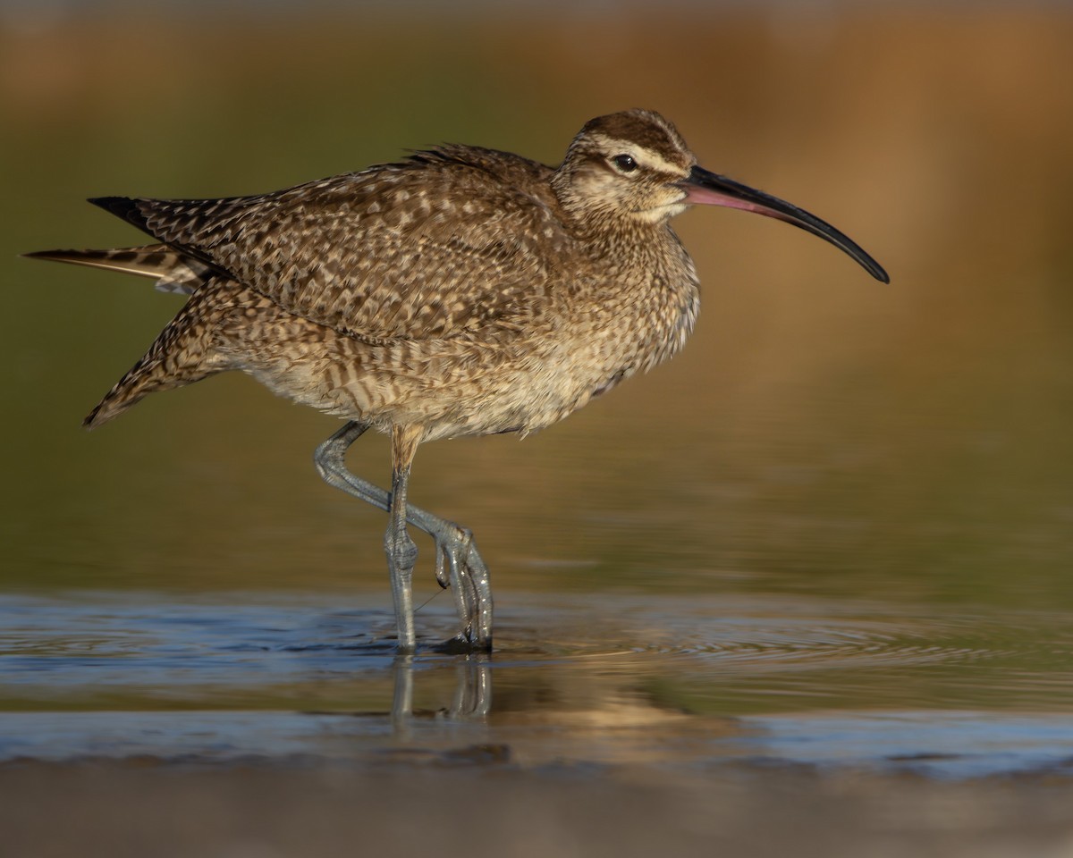 美洲中杓鷸 - ML645883580