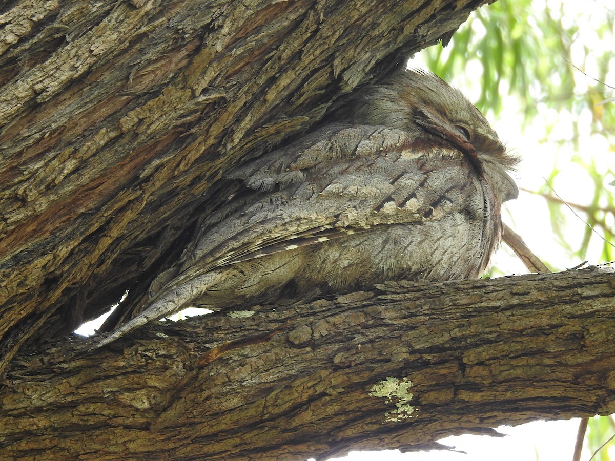 Tawny Frogmouth - ML645883582