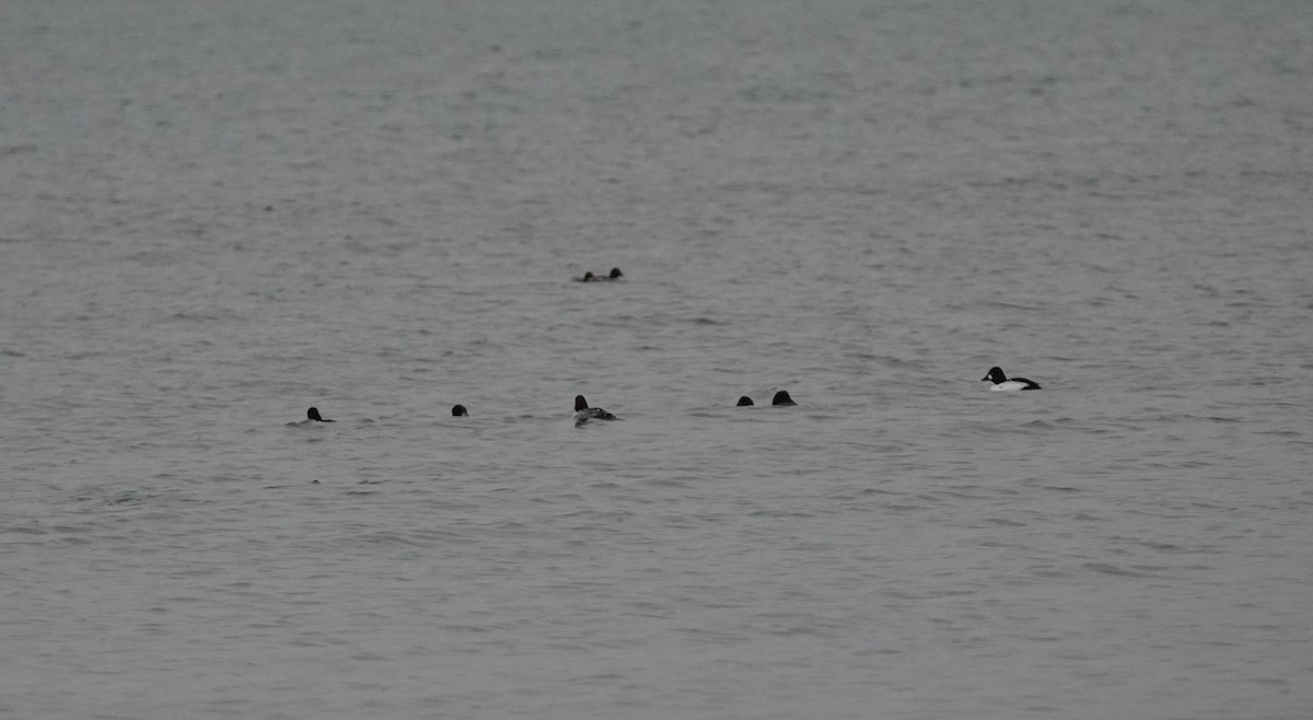 Common Goldeneye - ML645883583