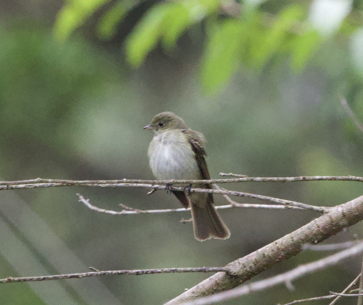 Small-headed Elaenia - ML645883584