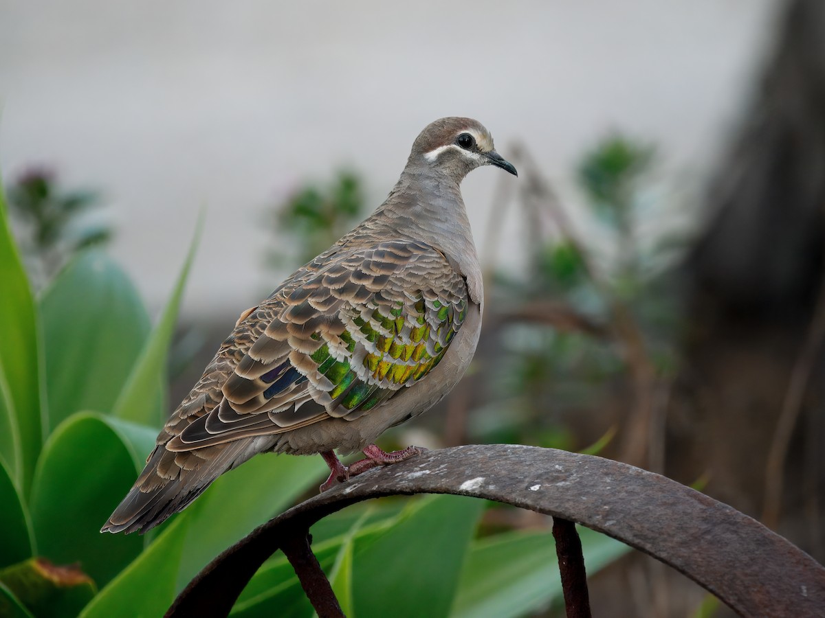 Common Bronzewing - ML645883585