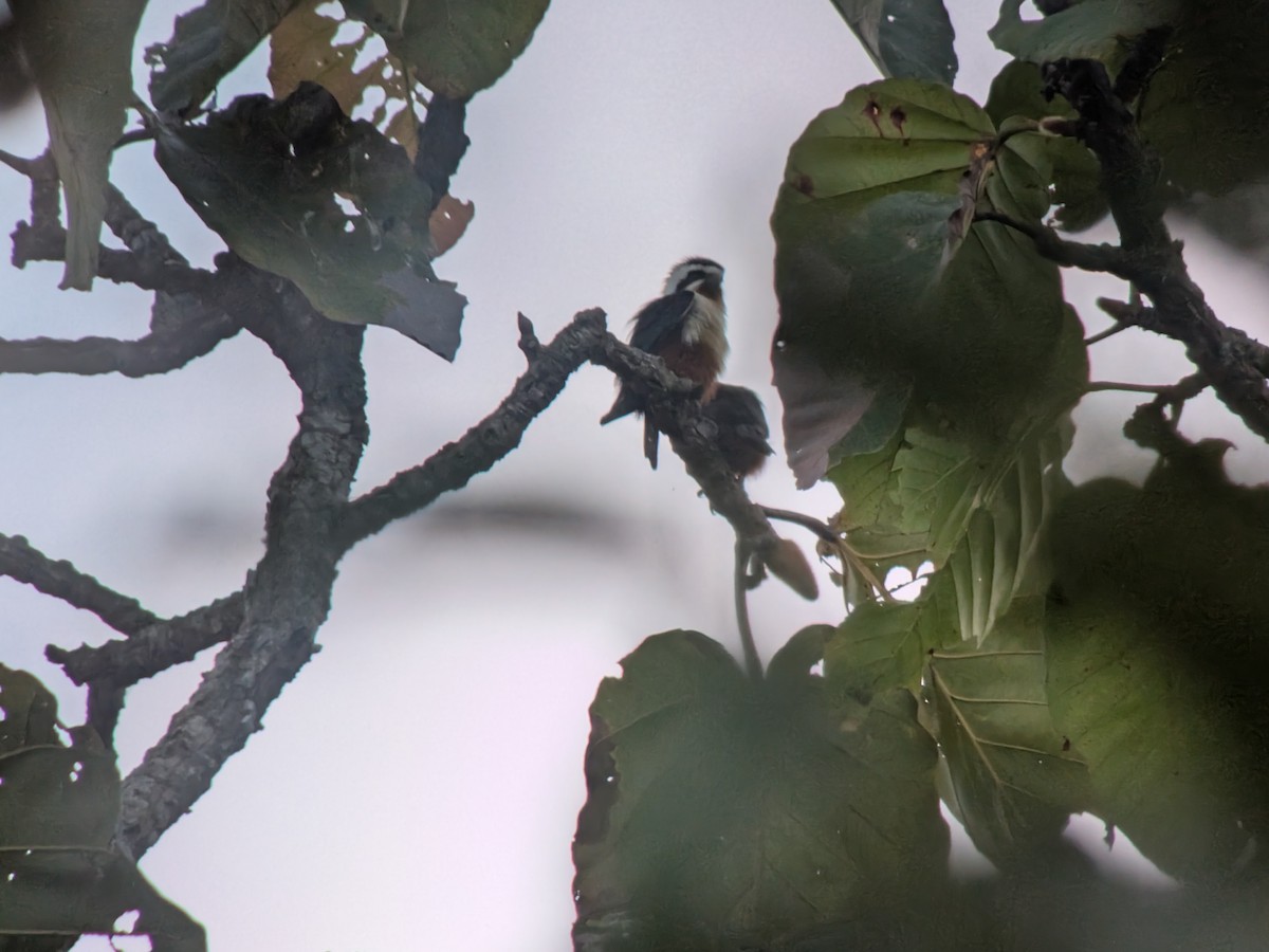 Collared Falconet - ML645883589