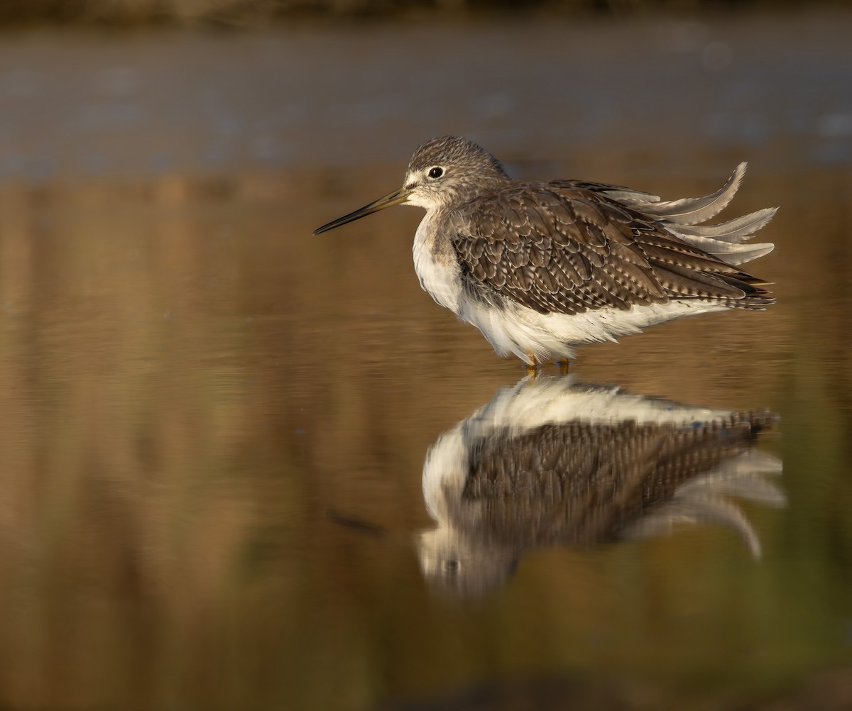 Greater Yellowlegs - ML645883590