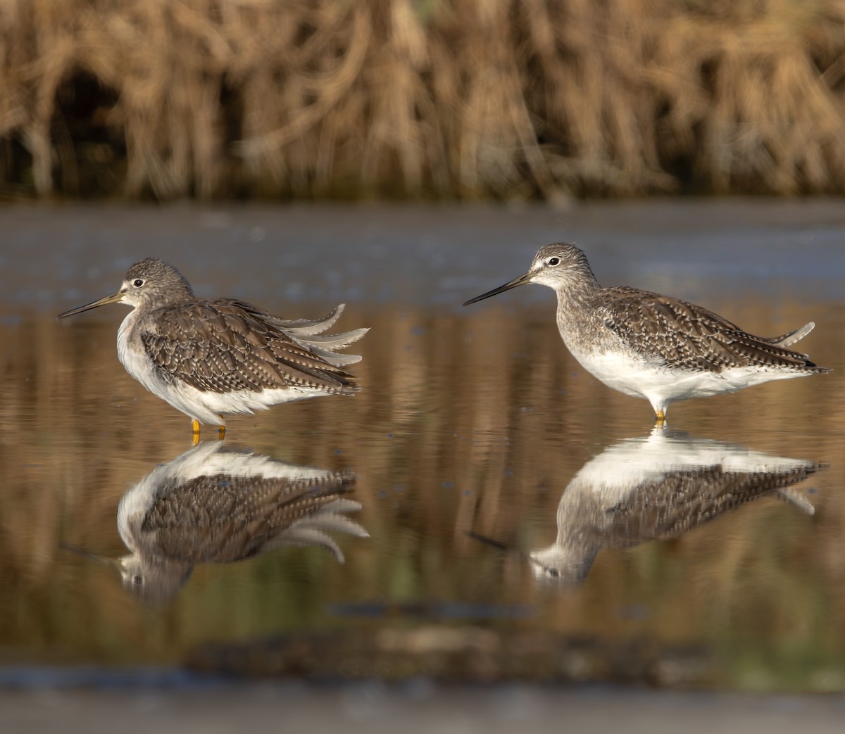 Greater Yellowlegs - ML645883591