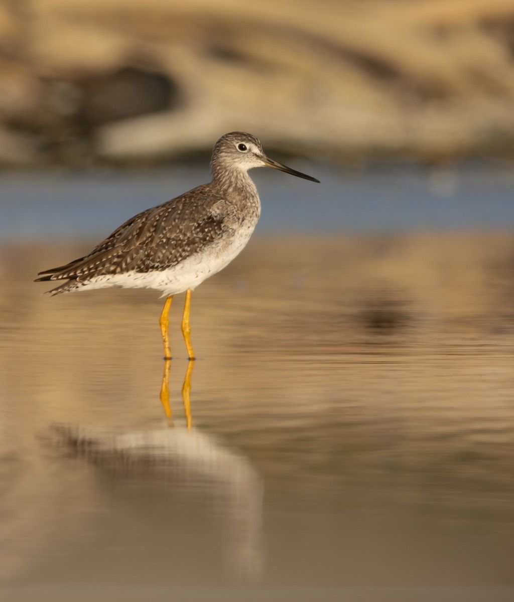 Greater Yellowlegs - ML645883592