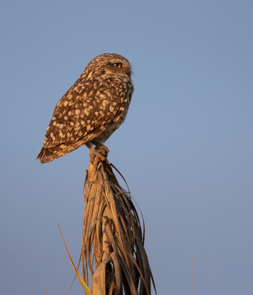 Burrowing Owl - ML645883593