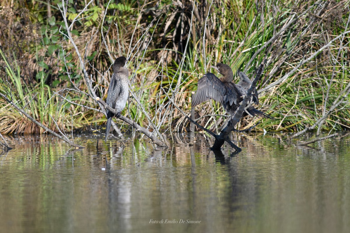 Pygmy Cormorant - ML645883594