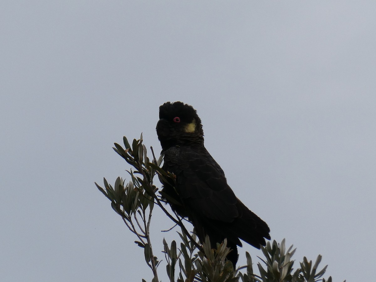 gulstjertkakadu - ML645883596