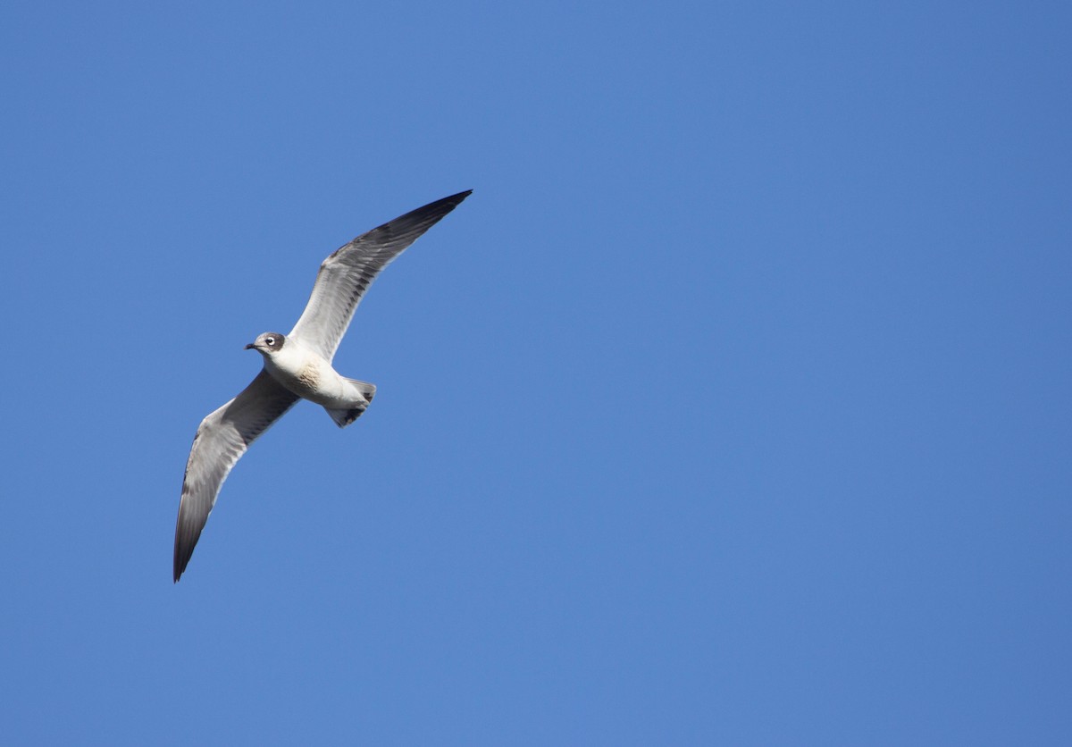 Franklin's Gull - ML645883599