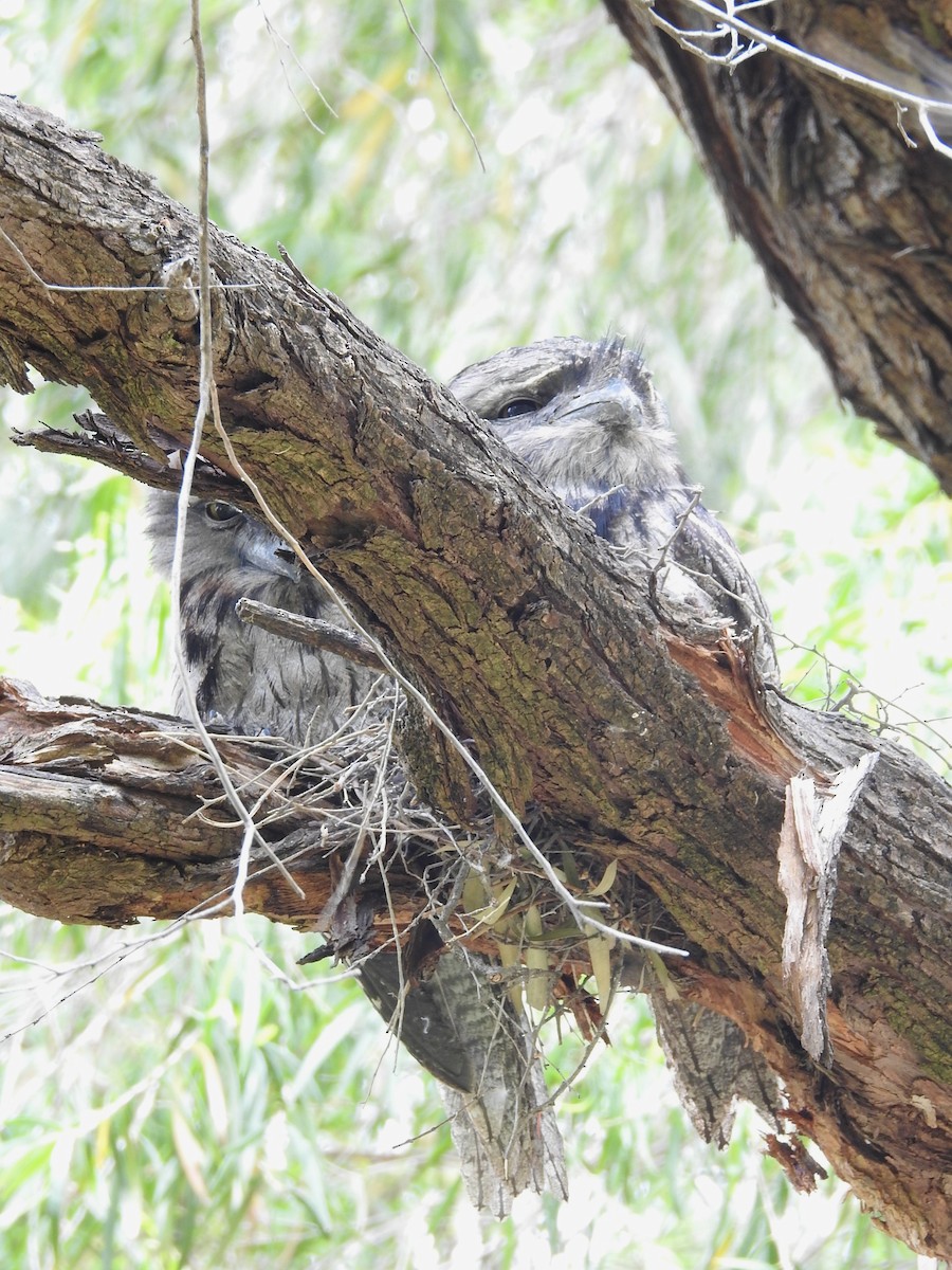 Avustralya Kocaağzı - ML645883600