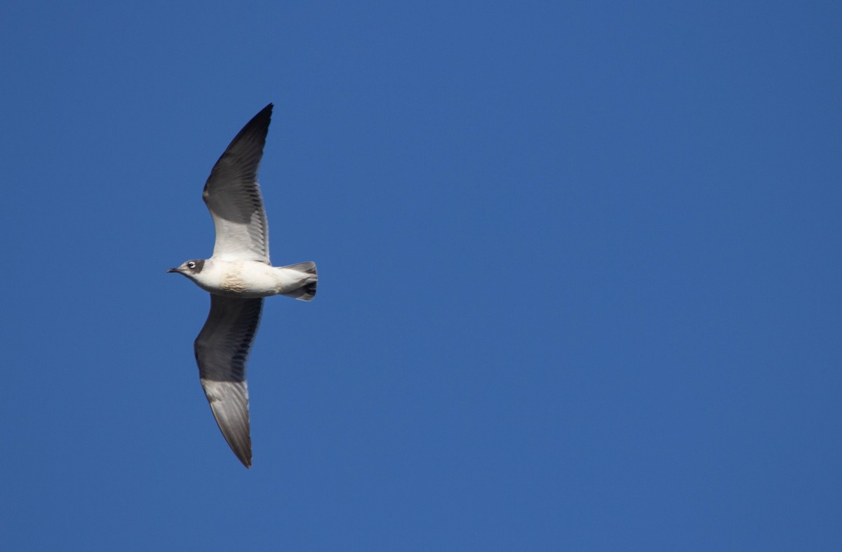 Franklin's Gull - ML645883601