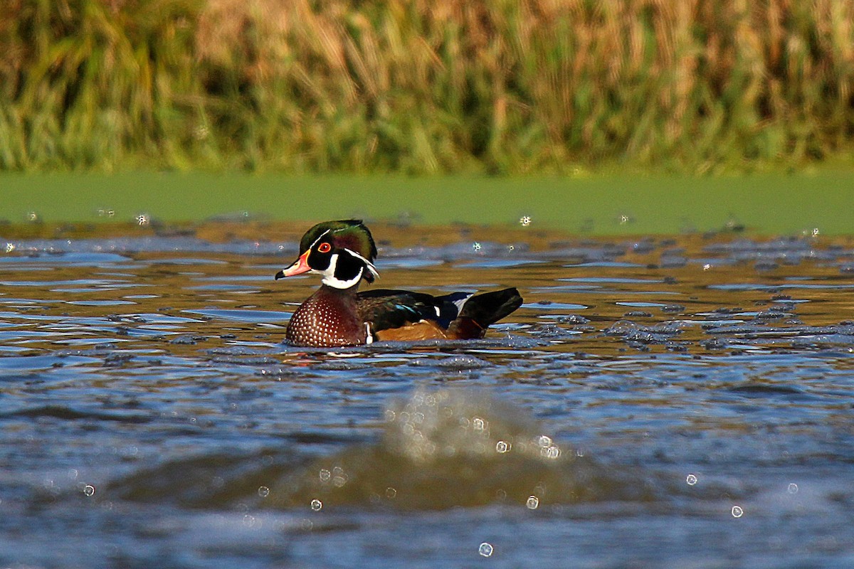 Wood Duck - ML645883606