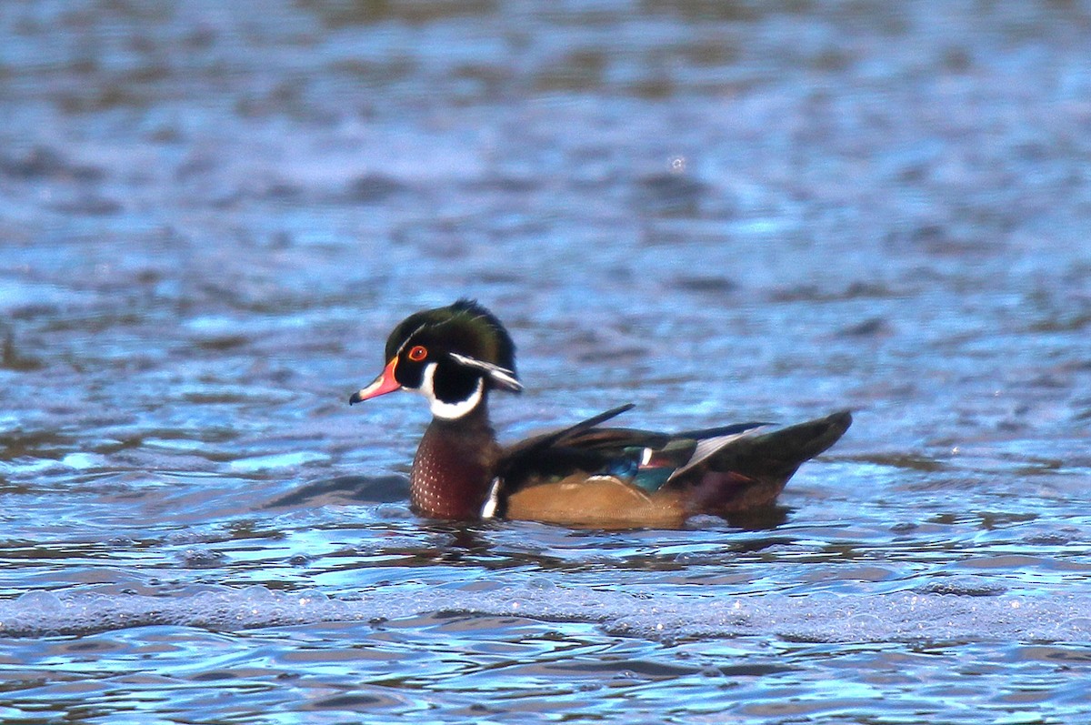Wood Duck - ML645883607