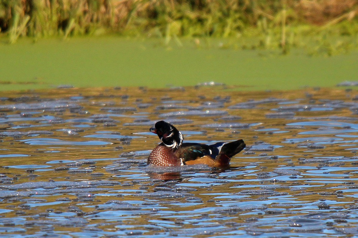 Wood Duck - ML645883608
