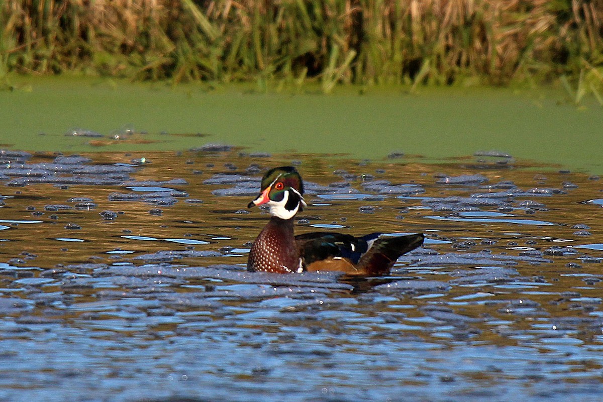 Wood Duck - ML645883609
