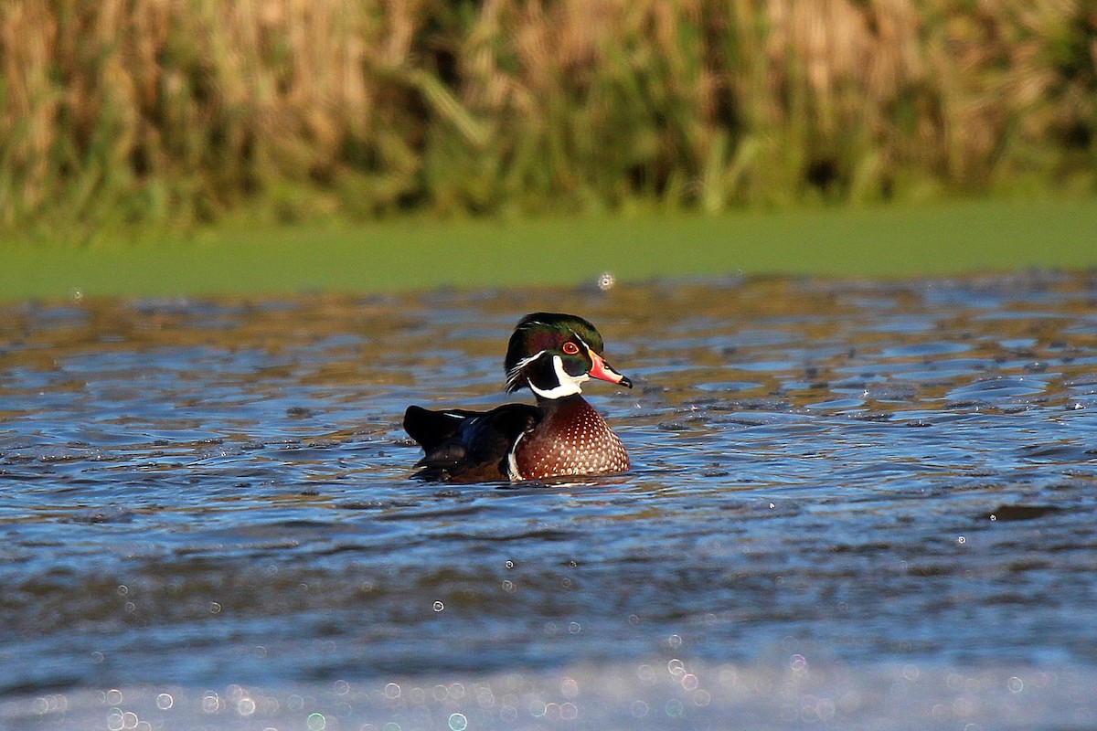 Wood Duck - ML645883610