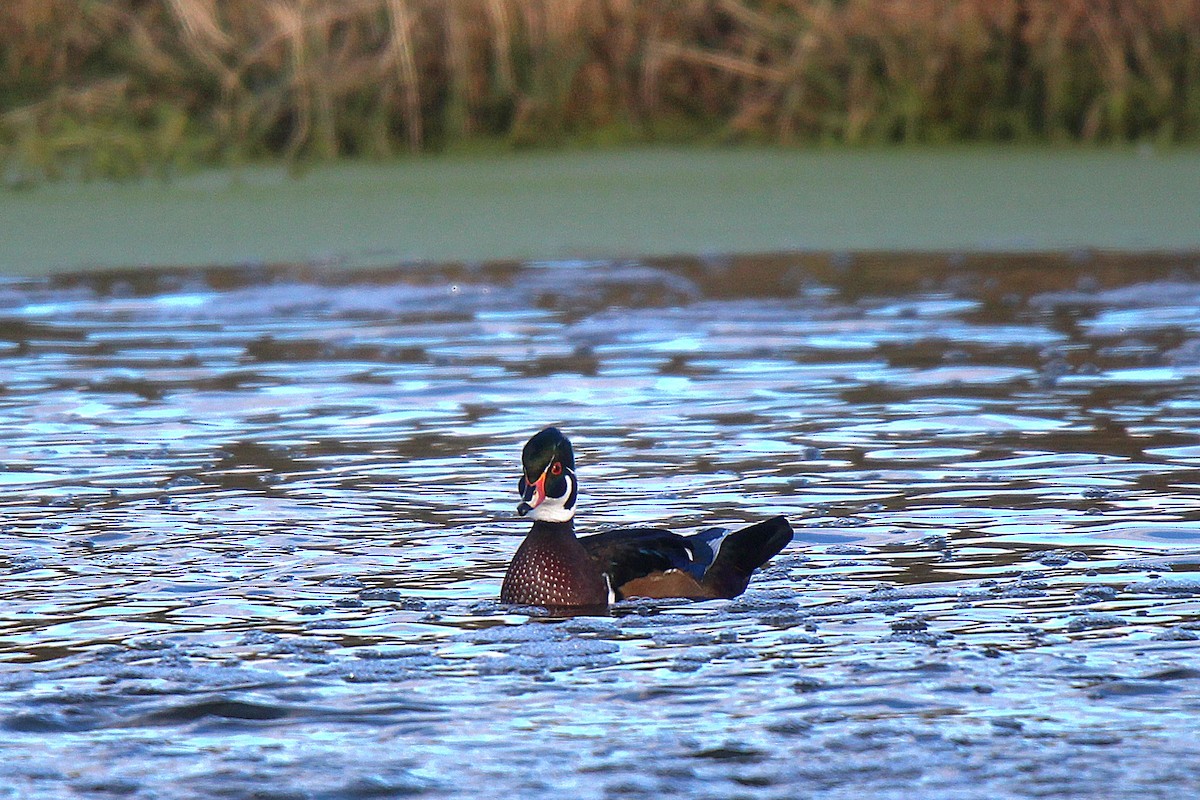 Wood Duck - ML645883612