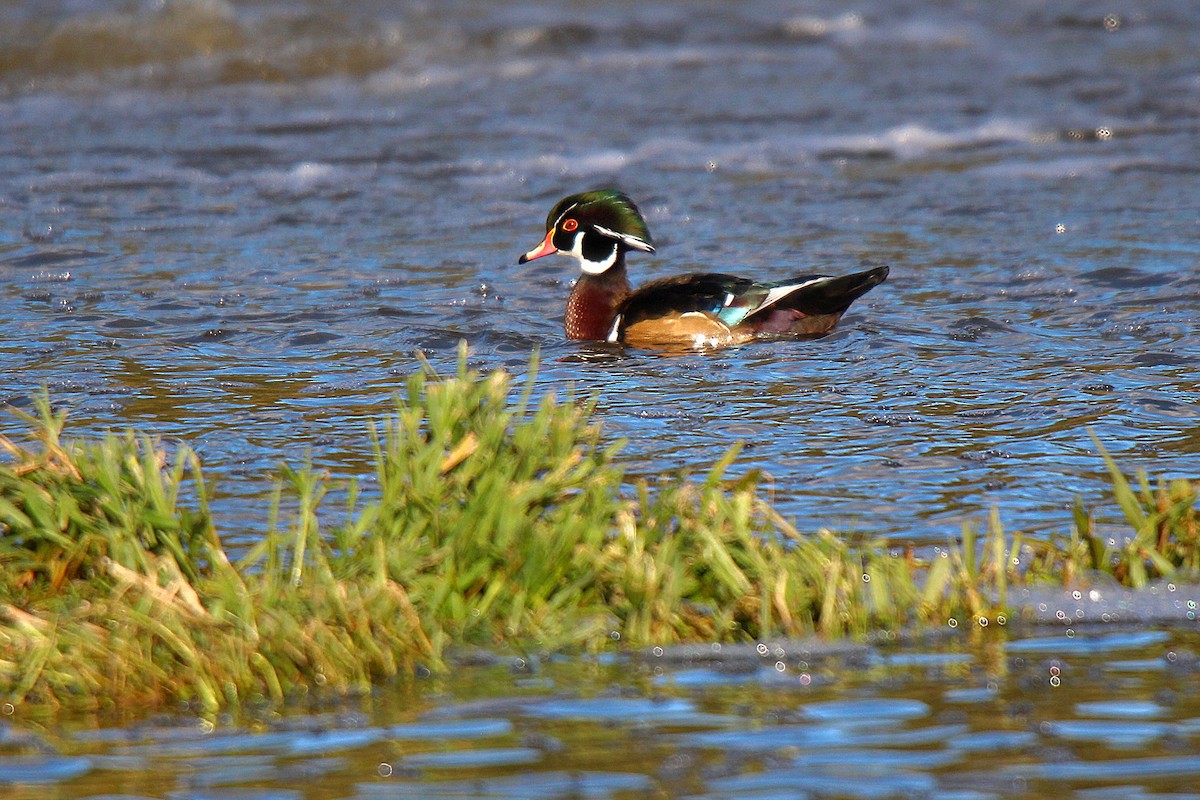 Wood Duck - ML645883613