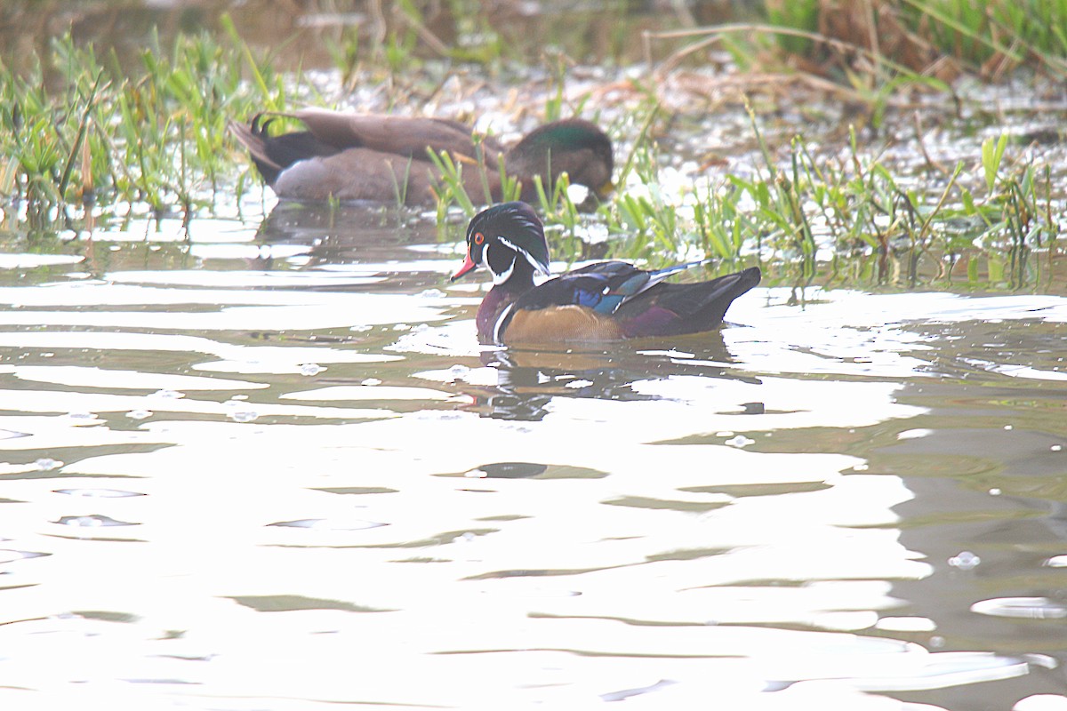 Wood Duck - ML645883615