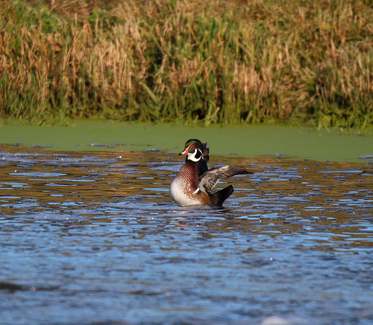 Wood Duck - ML645883616