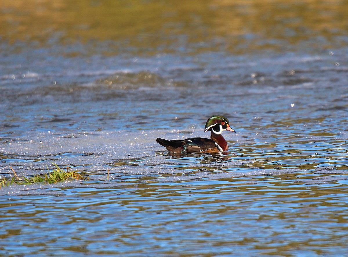 Wood Duck - ML645883617
