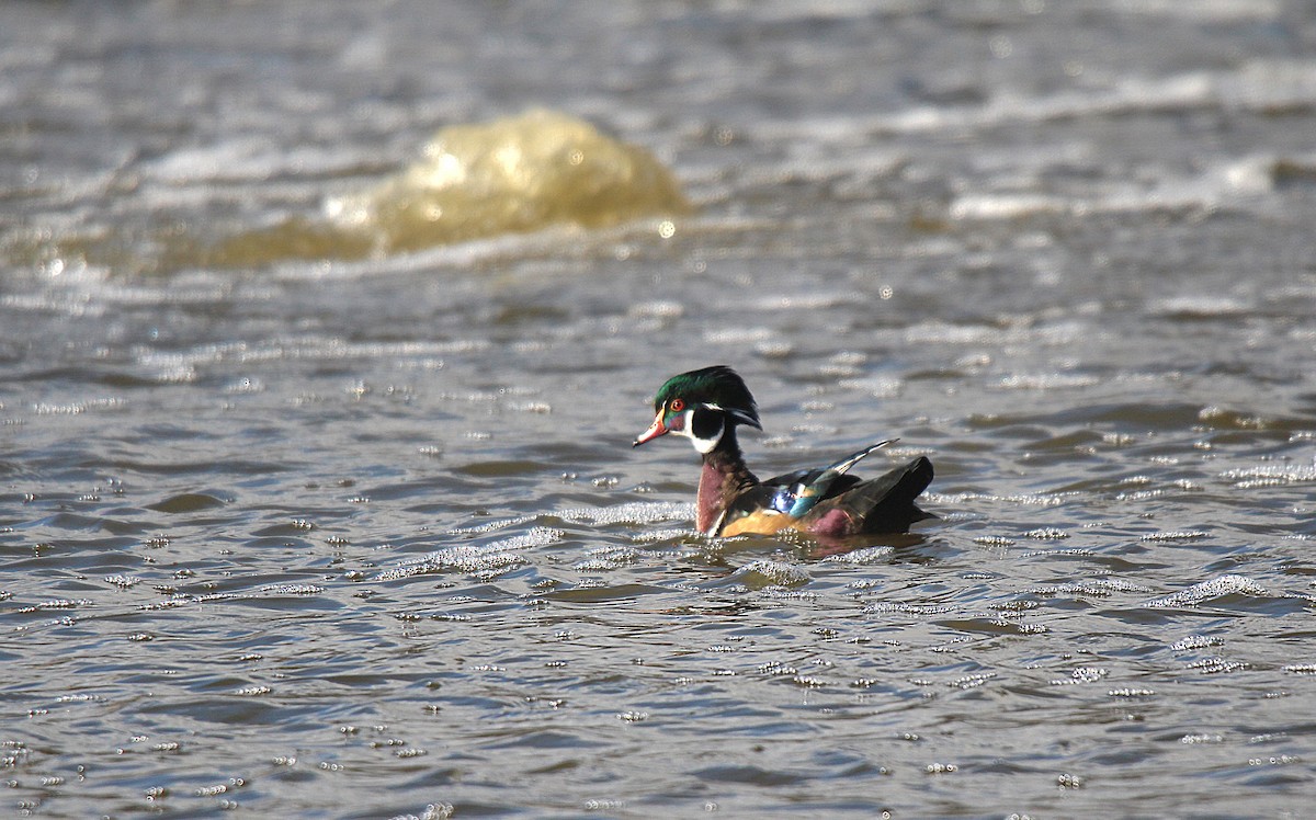 Wood Duck - ML645883618