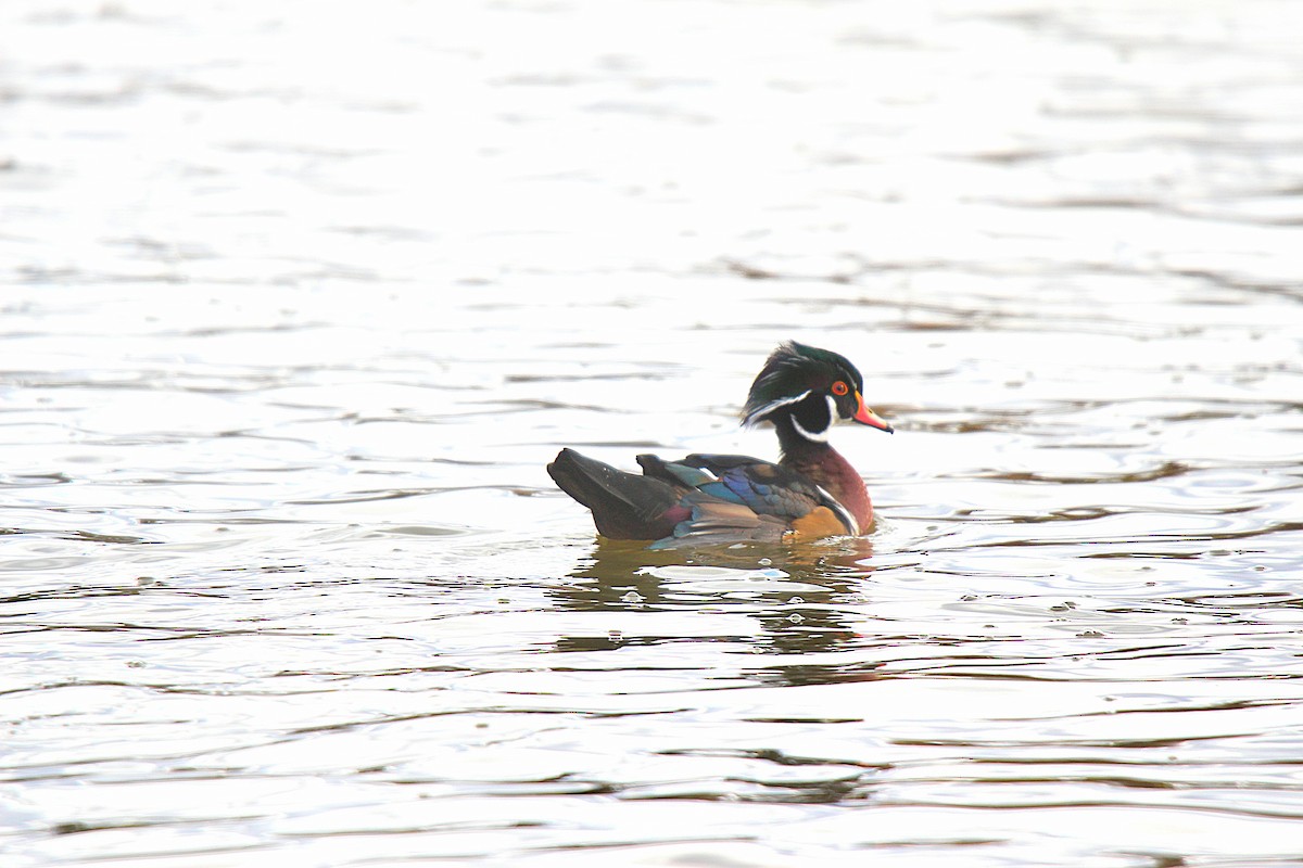 Wood Duck - ML645883620