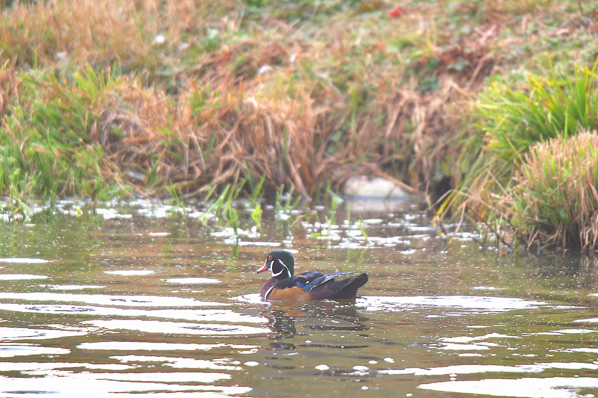 Wood Duck - ML645883622