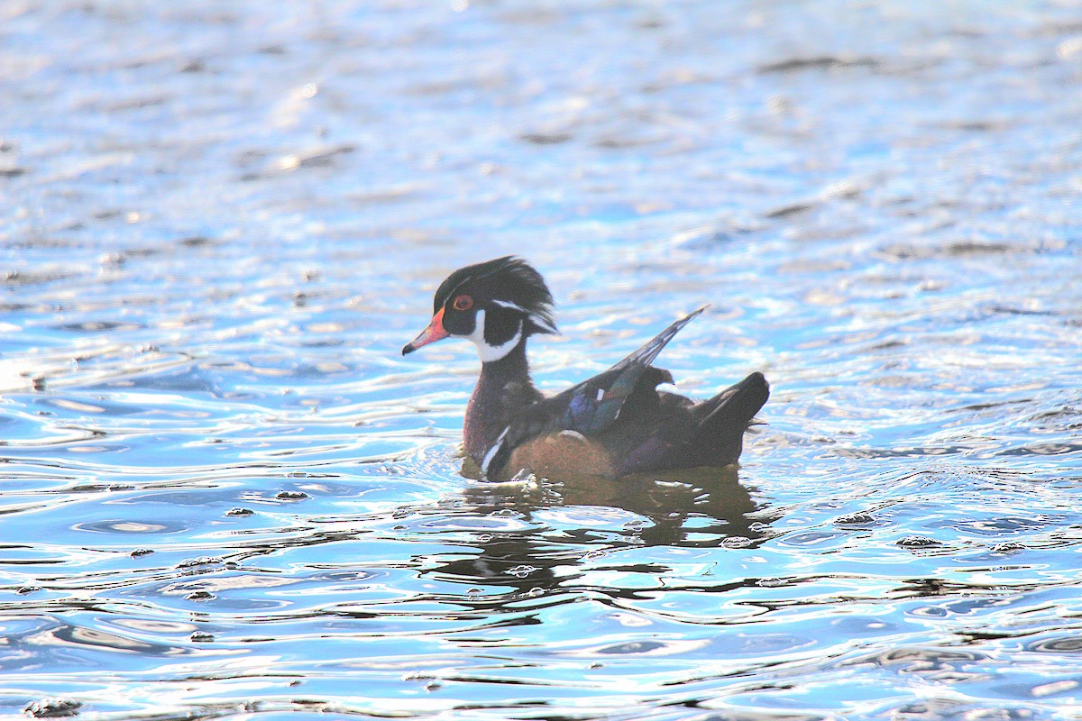 Wood Duck - ML645883623