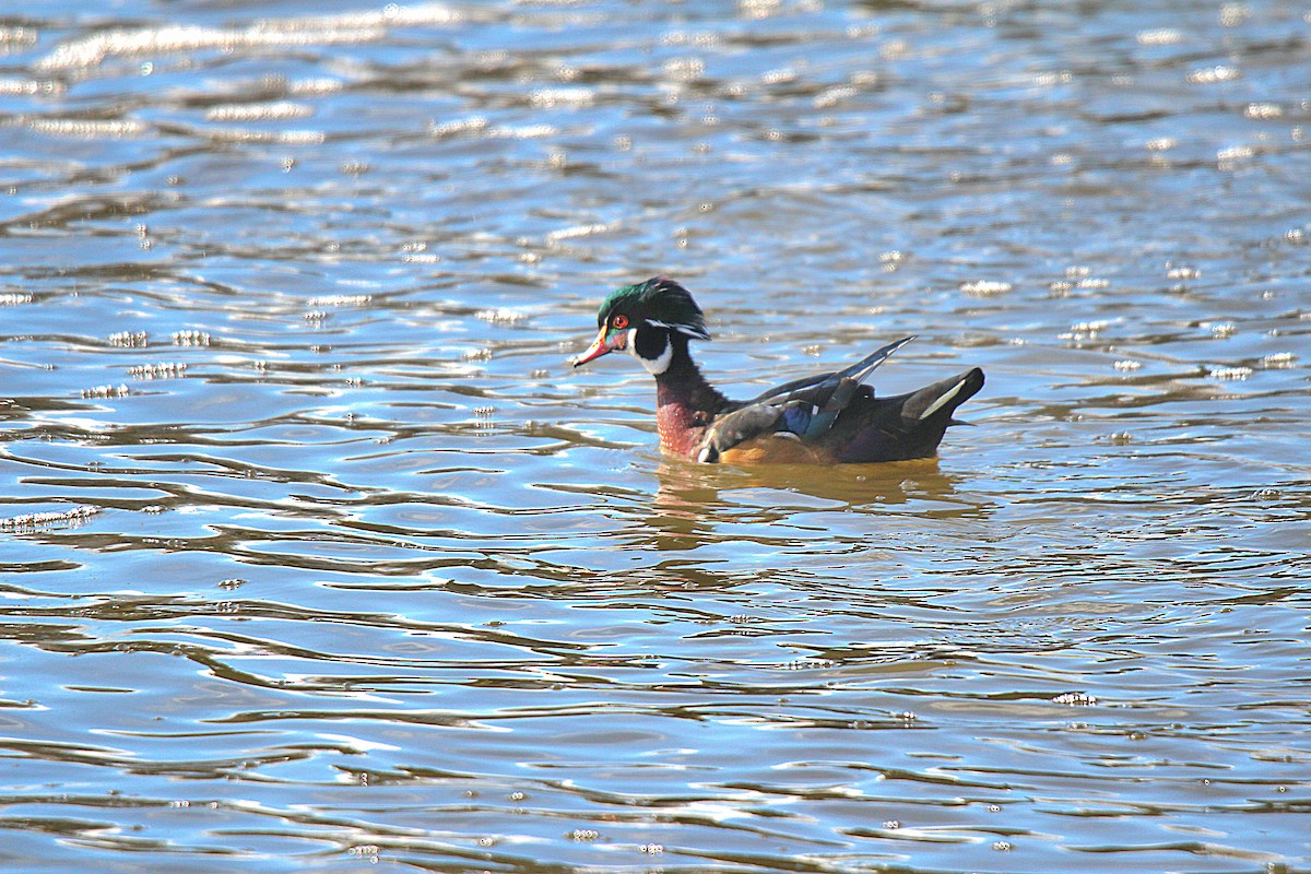 Wood Duck - ML645883625