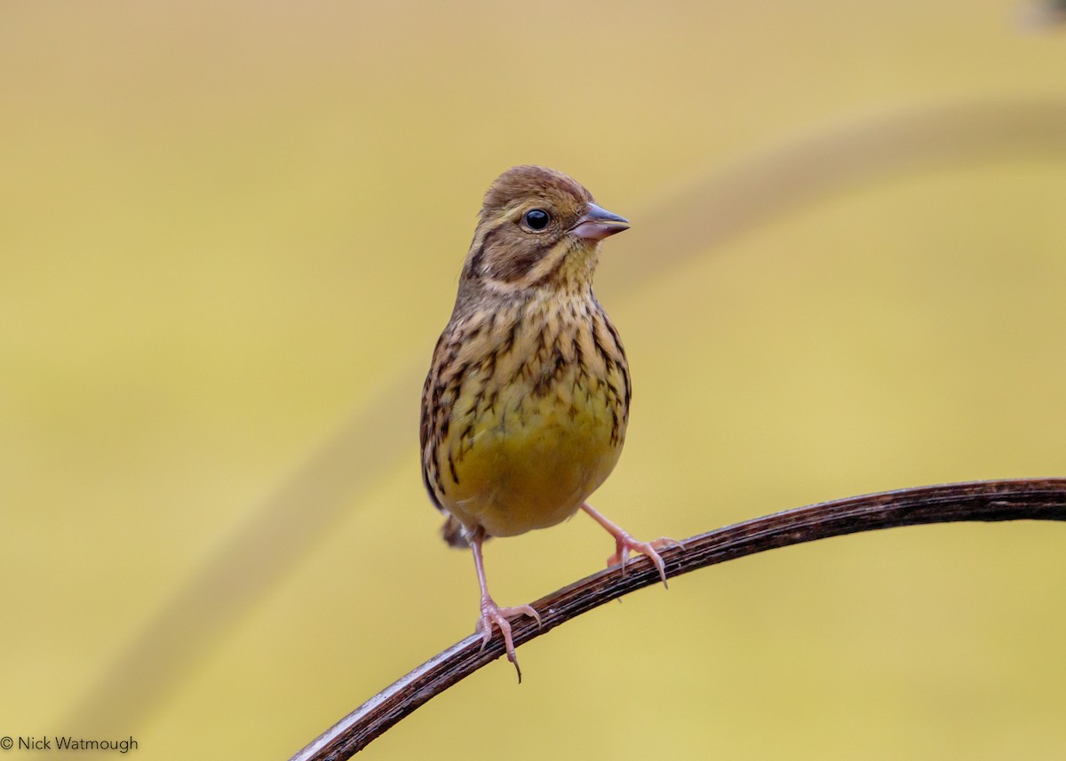 Masked Bunting - ML645883628