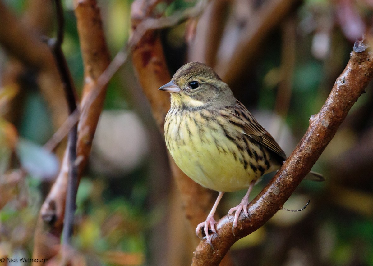 Masked Bunting - ML645883629